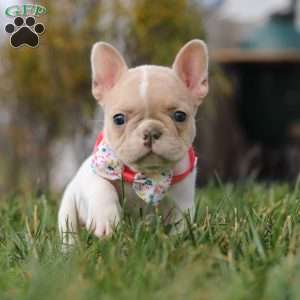 Angela, French Bulldog Puppy